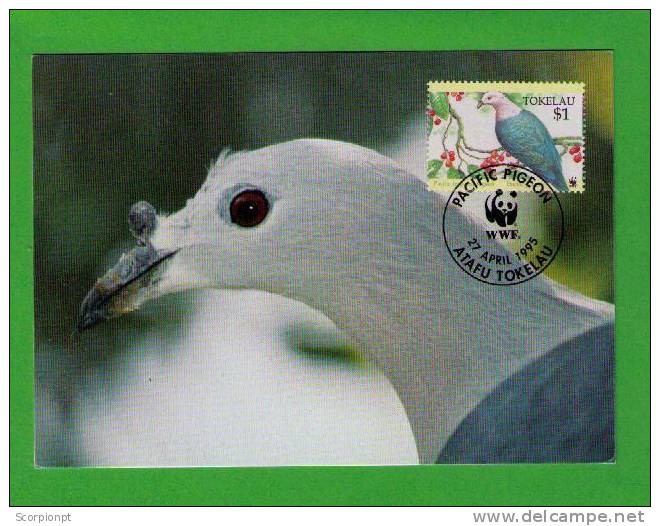 Oiseaux (Pacific Imperial Pigeon) Birds ( TOKELAU ) Animals Aves Faune Carte Maximum Card WWF Sp1708 - Pigeons & Columbiformes