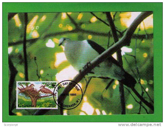 Oiseaux (Greanada Dove) Birds GRENADA Animals Aves Faune Carte Maximum Card WWF Sp1722 - Duiven En Duifachtigen