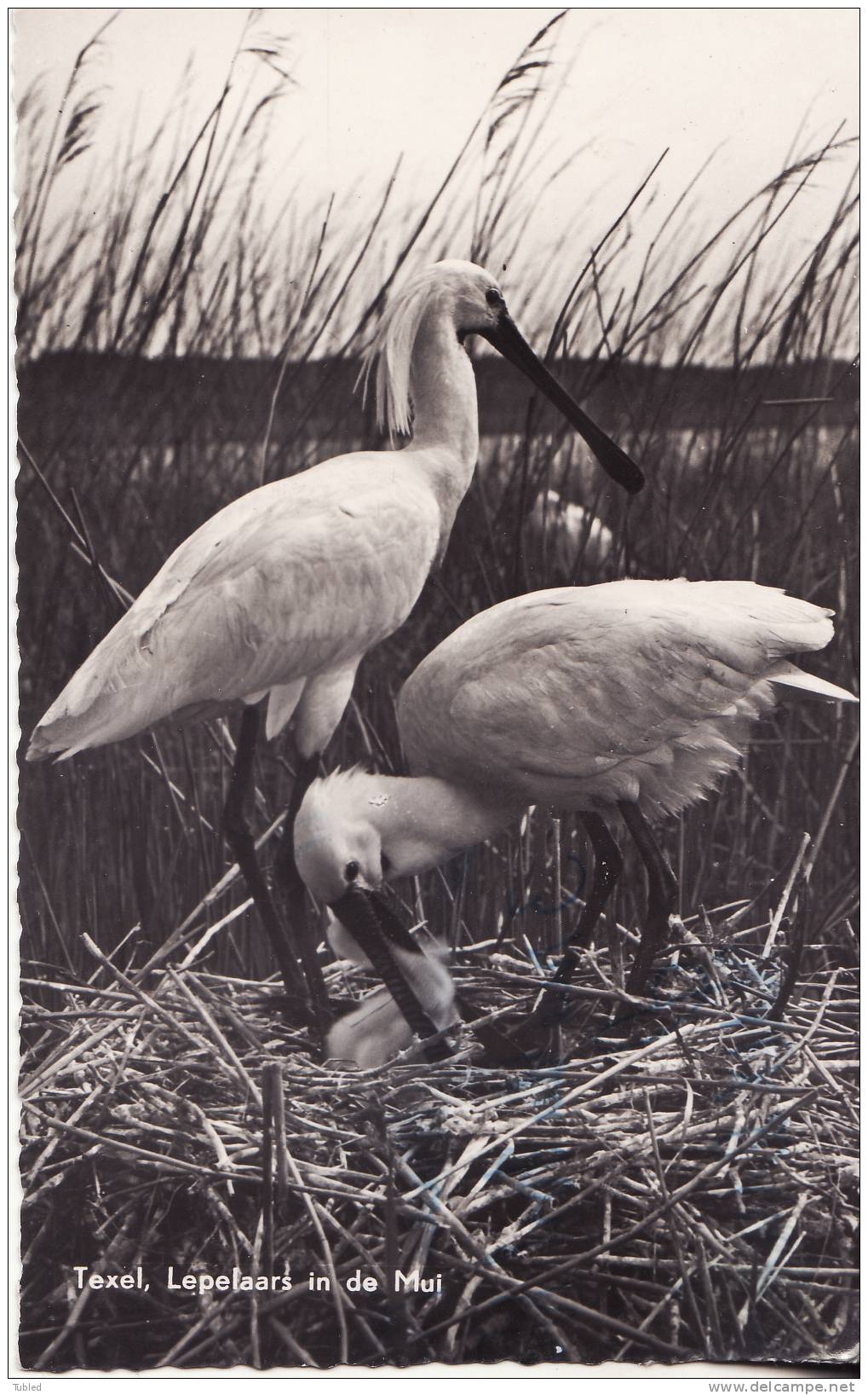 CPA  Texel Lepelaars In De Mui - Oiseaux