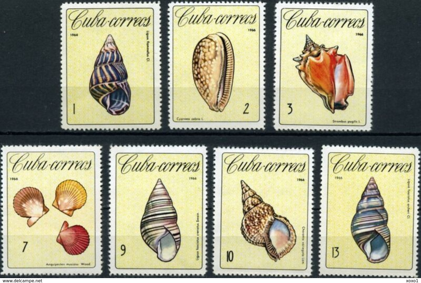 Cuba 1966 Mi.No. 1194 - 1200 Kuba Shells Marine Life 7v 1966 MNH** 7,50 € - Ungebraucht