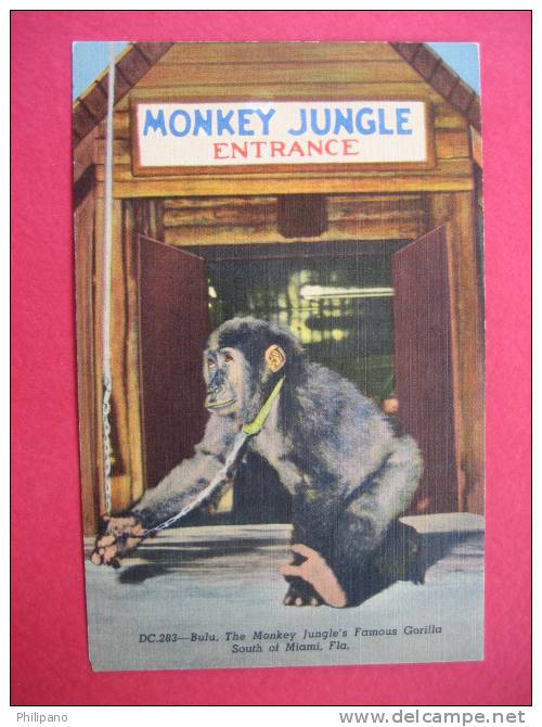 Bula ---The Monkey Jungle--- Famous Gorilla-- South Of Miama Fl     ----------( Ref  114) - Miami