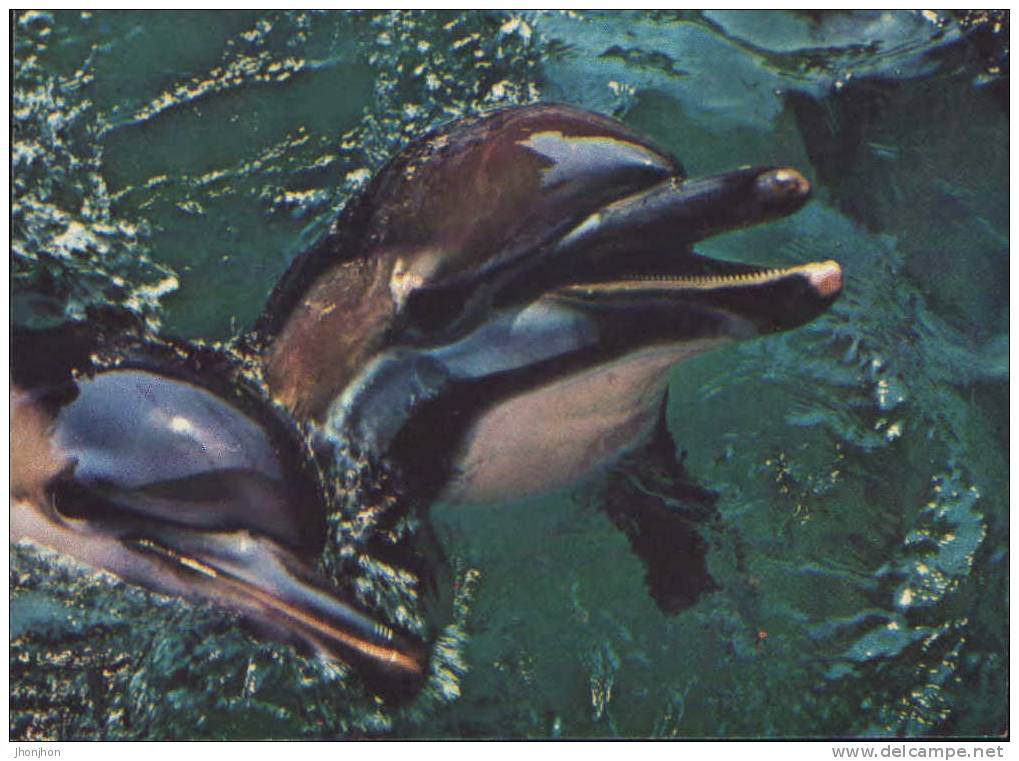 Romania- Postcard Unused- Dolphins -Constantza - Delfines