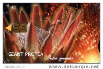 SOUTH AFRICA Giant Protea Tgax - Südafrika