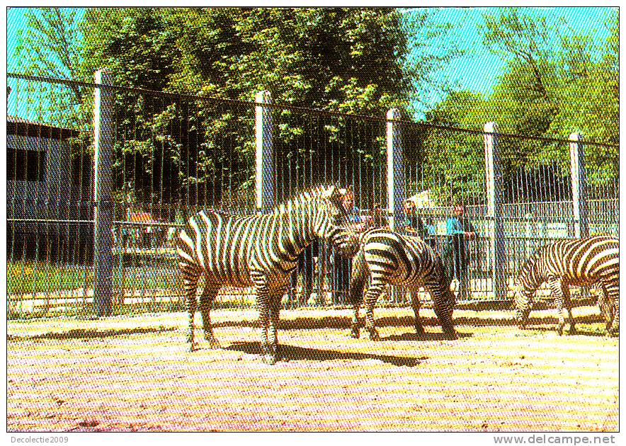 B15986 Animals Animaux Zebres Zebra Not Used Perfect Shape - Zebras