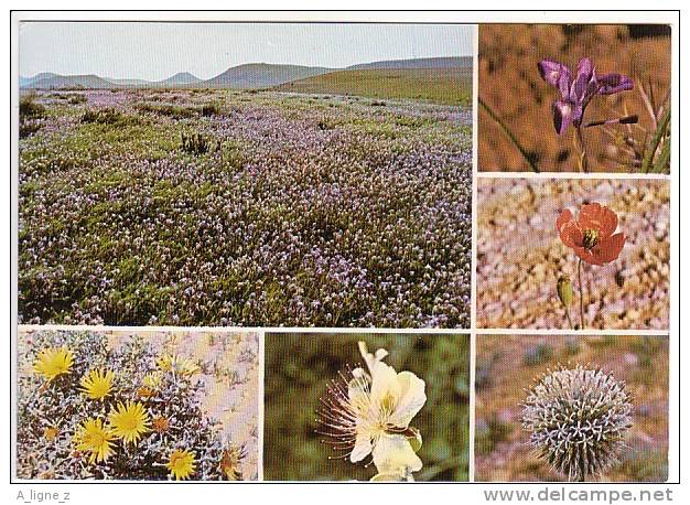 Ref 25 :  Cpm Arabie Saoudite Saudi Arabia Views Of Desert Flowers - Arabie Saoudite