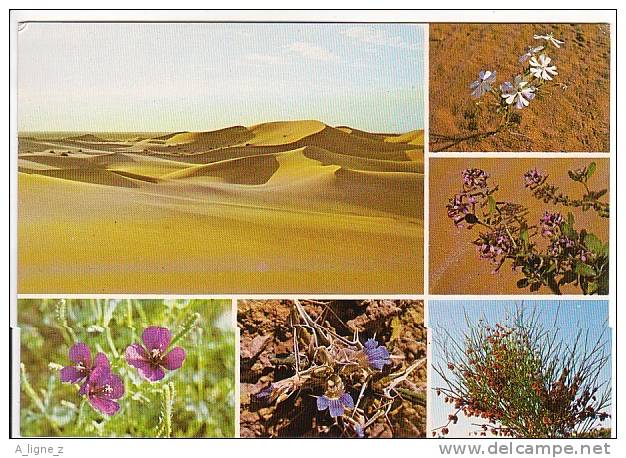 Ref 25 :  Cpm Arabie Saoudite Saudi Arabia Views Of Desert Flowers - Arabie Saoudite