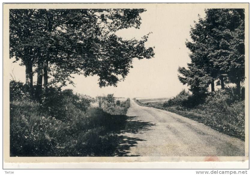 Cocolle ( Rienne ) - Route De Wilerzie - Gedinne