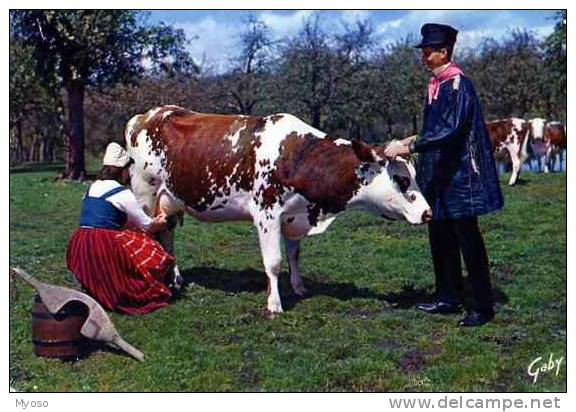 14 Blaudes Et Coeffes Groupe Du PONT D'OUILLY ,Folklore, Vache  Traite A La Main, Joug De Boeuf - Pont D'Ouilly