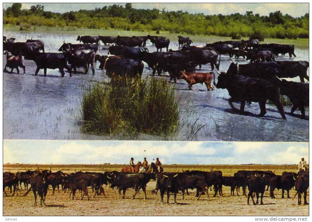 En Camargue  - Manades De Taureaux - Tauri