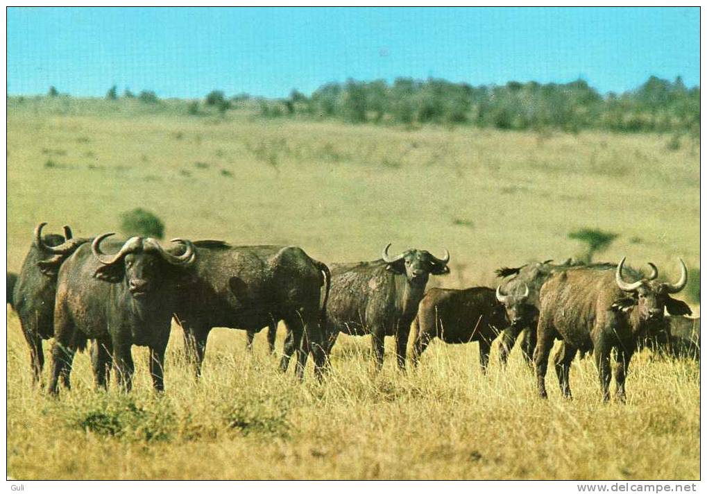 Afrique > Kenya -WILDIFE Of EAST AFRICA - BUFFALOS (buffalo)-  Année:1977 *PRIX FIXE - Kenia