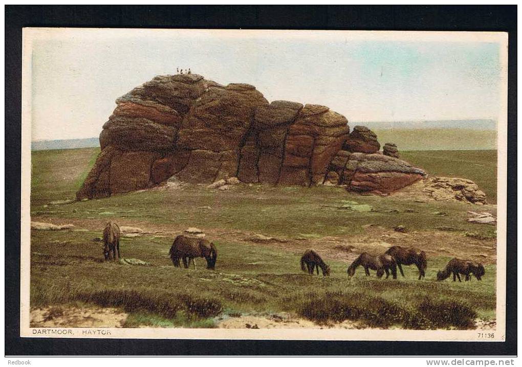 RB 667 - Postcard Dartmoor Ponies At Haytor Devon - Dartmoor