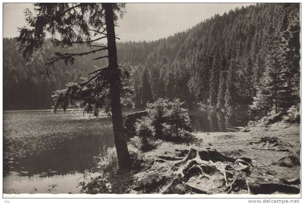 Glaswaldsee - Karsee Im Schwarzwald - Bad Rippoldsau - Schapbach