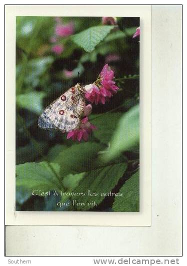 Carte Création Photographique Luc Robin  Compagnons De La Nuit - Butterflies