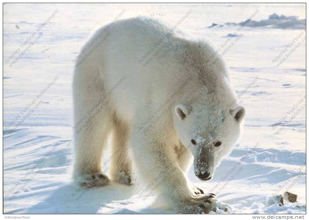 OURS Blanc Polar Bear Svalbard Isbjorn Thalarctos Maritimus Norway - Osos