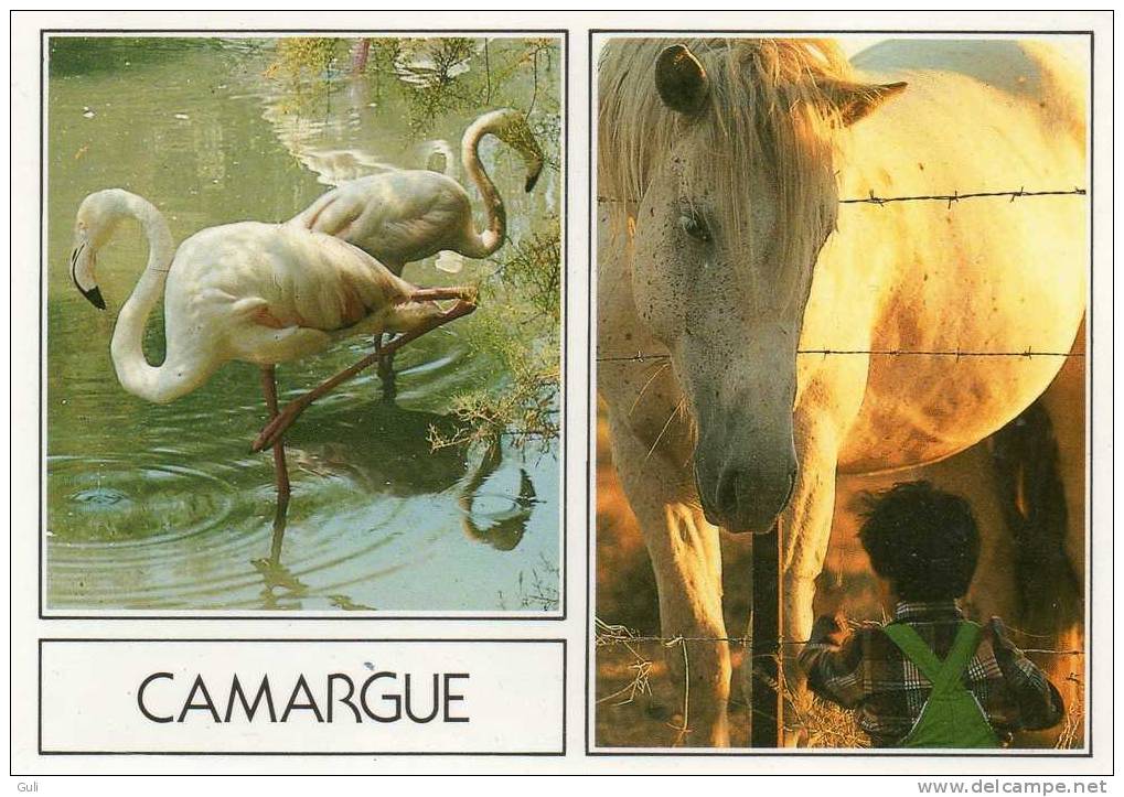 13] Bouches-du-Rhône -L´enfant De La CAMARGUE-  Double Vues (Enfant -Flamand Rose - Cheval) *PRIX FIXE - Autres & Non Classés