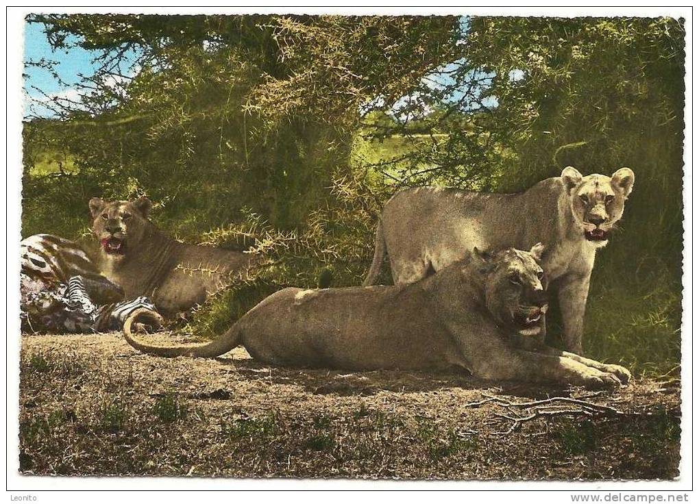 East African Game - Lions Kenya 1964 - Kenia