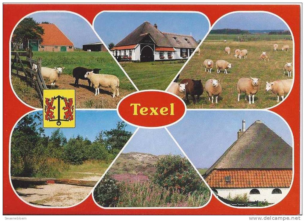 NL.- Texel. - Duinen - Schapen - Schaapskooi - Boerderij. - Texel