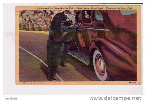 Stopped For Inspection By Native Black Bears, Great Smoky Mountains National Park 1946 - Osos