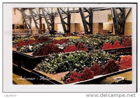 Aalsmeer - Holland - Interior Flower Auction - Aalsmeer