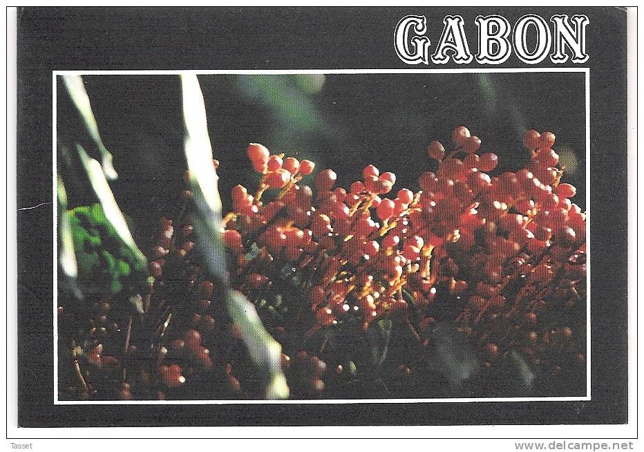 Gabon  : Fleur Exotique : Moesobotrya  - Edt : Tropic Photo 401 F - Gabon