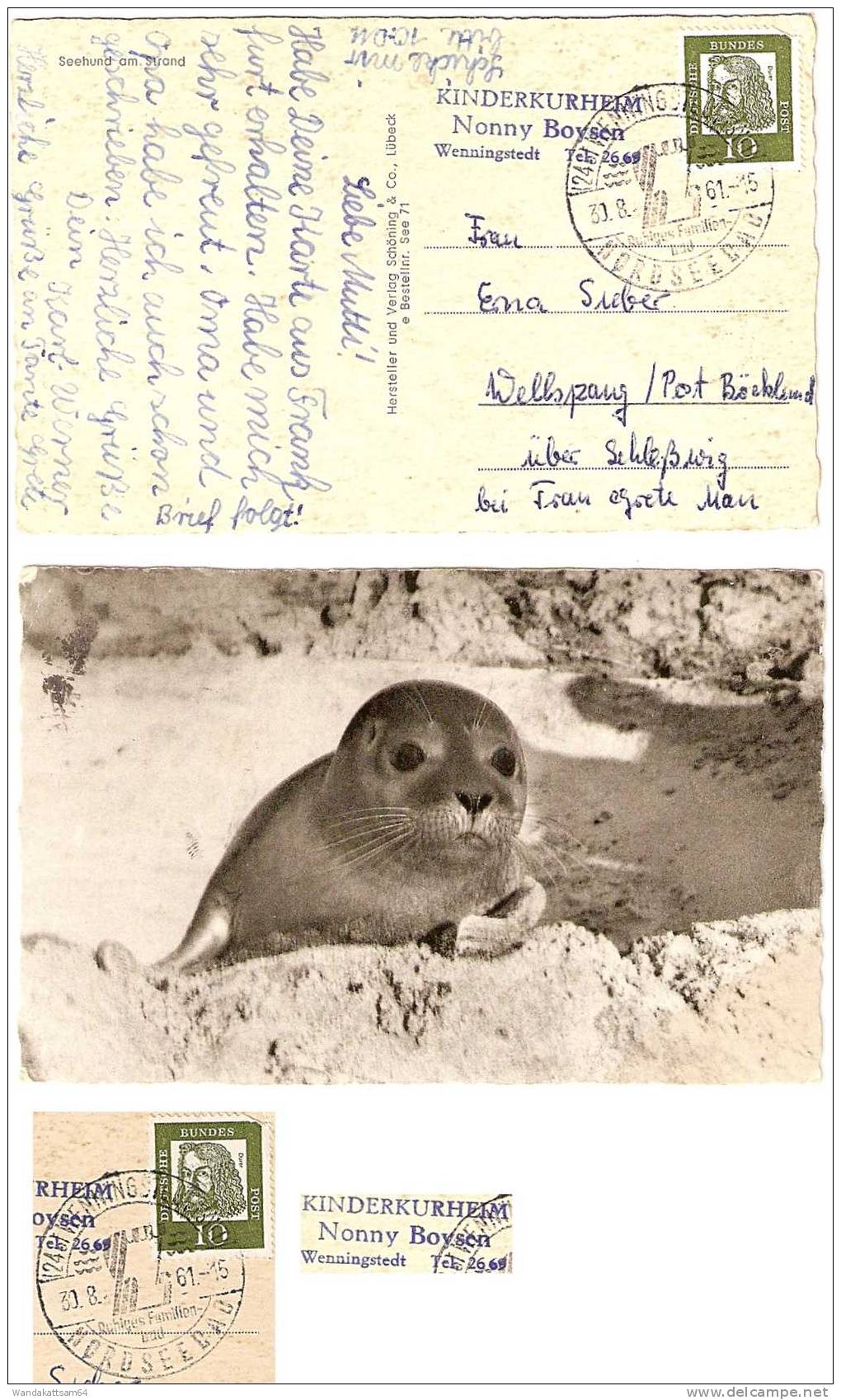 AK 71 Seehund Am Strand 30.8.61.  - 15 (24b) WENNIGSTEDT (SYLT) NORDSEEBAD Ruhiges Familien-bad Werbestempel KINDERKURHE - Nordfriesland