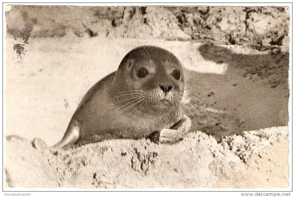 AK 71 Seehund Am Strand 30.8.61.  - 15 (24b) WENNIGSTEDT (SYLT) NORDSEEBAD Ruhiges Familien-bad Werbestempel KINDERKURHE - Nordfriesland