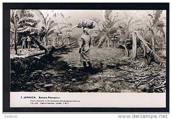 RB 670 -  Real Photo Card - Banana Plantation Jamaica West Indies - Jamaica