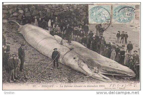 ROSCOFF 21 LA BALEINE ECHOUEE EN DECEMBRE 1904 (BEAU PLAN ET ANIMATION) - Roscoff