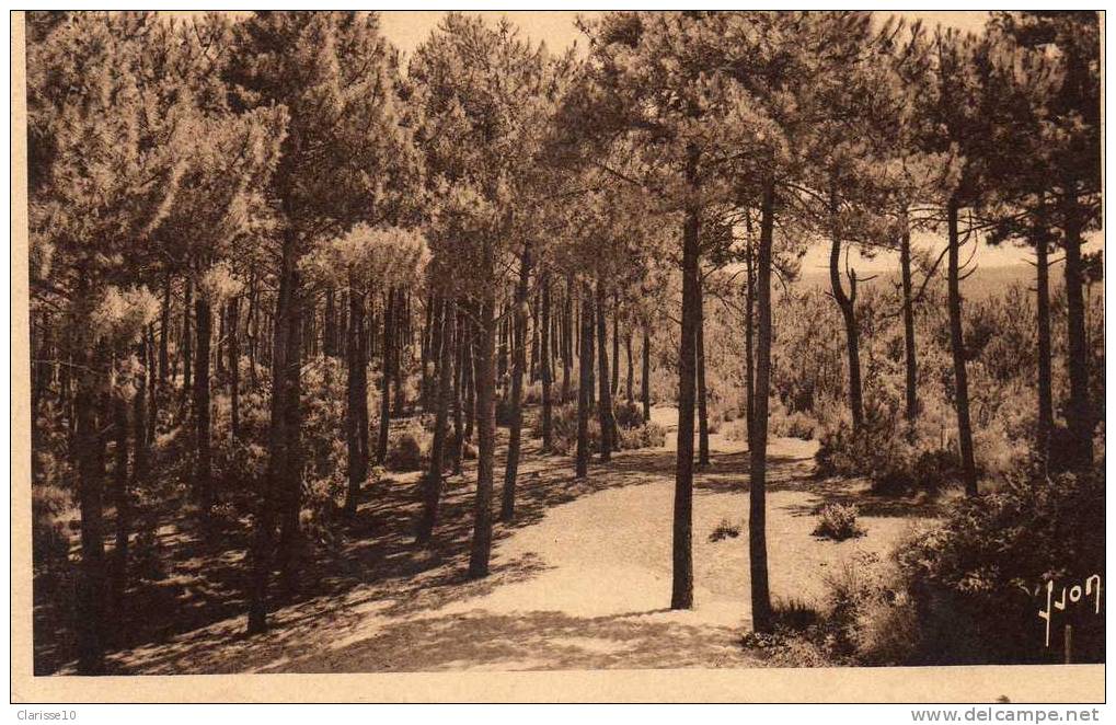 33 Plya-sur-Mer Les Pins Vers La Grande Dune - Autres & Non Classés