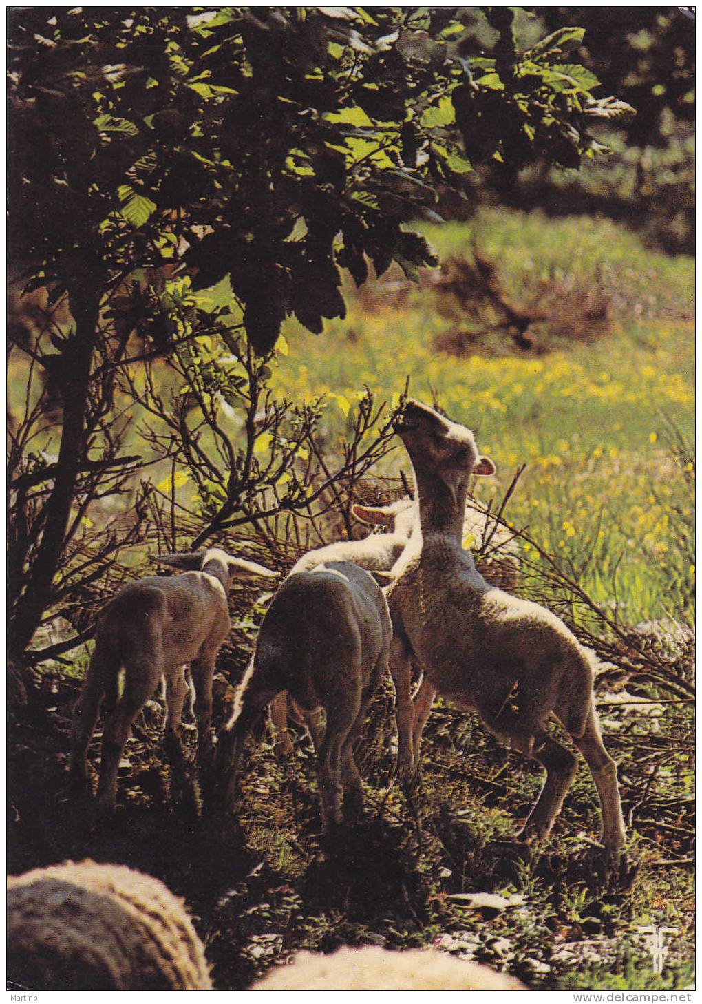 CEVENNES Agneaux Broutant Des Pousses De  Chataigniers - Languedoc-Roussillon