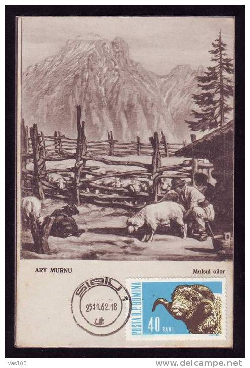 Agriculture Farm Farming SHEEP MAXICARD 1962,old Card  Romania - Agriculture