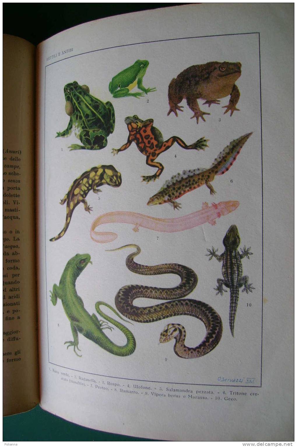 PDO/14 Della Beffa SCIENZE NATURALI S.E.I./botanica/zoologia/funghi/illustrazioni Gech, U.Tosco, Servazzi - Médecine, Biologie, Chimie