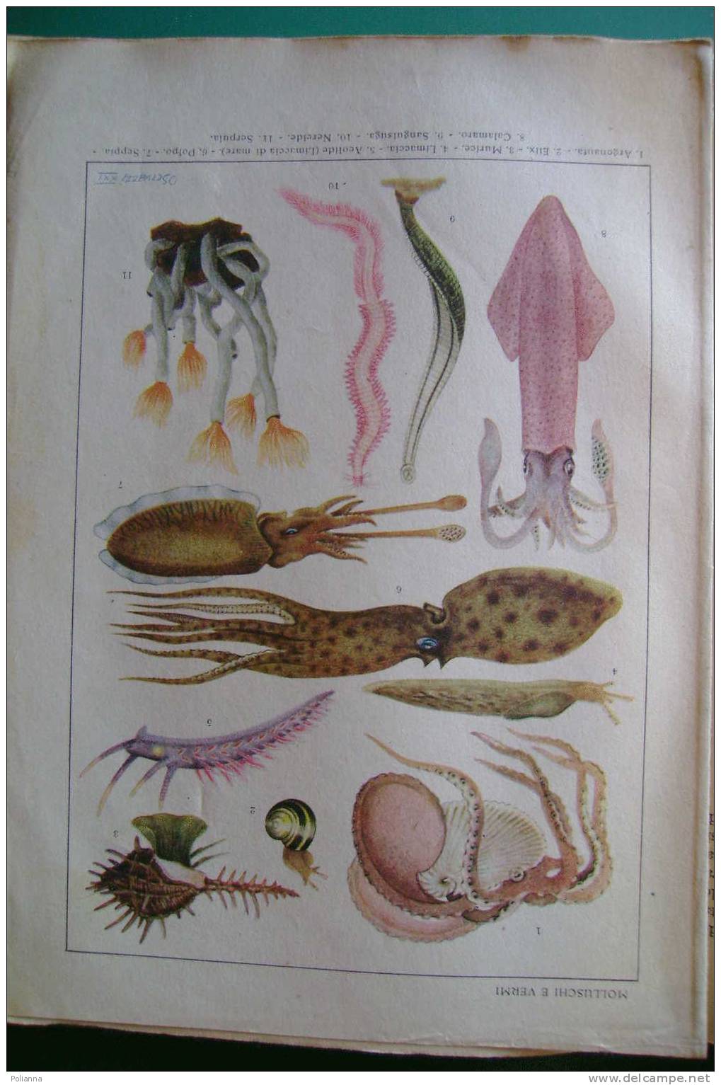 PDO/14 Della Beffa SCIENZE NATURALI S.E.I./botanica/zoologia/funghi/illustrazioni Gech, U.Tosco, Servazzi - Médecine, Biologie, Chimie