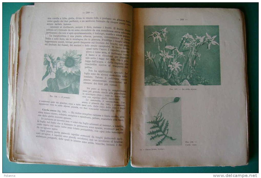 PDO/14 Della Beffa SCIENZE NATURALI S.E.I./botanica/zoologia/funghi/illustrazioni Gech, U.Tosco, Servazzi - Medicina, Biologia, Chimica