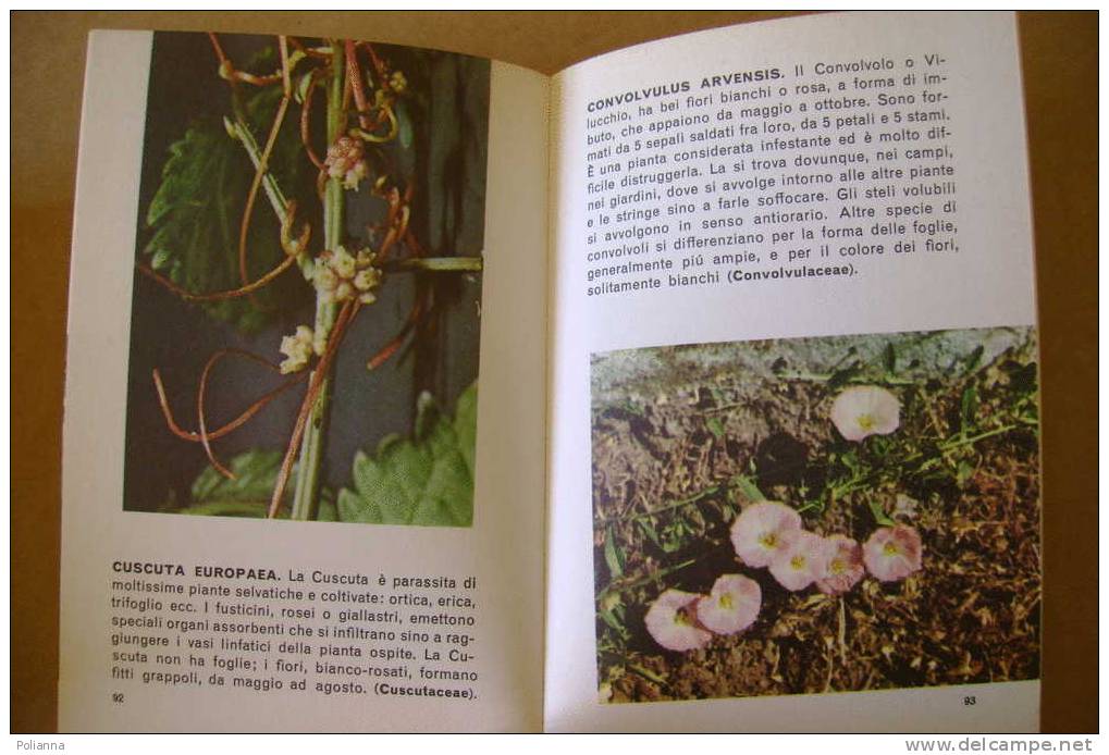 PDO/37 Jean Raray  FIORI SELVATICI Mondadori 1968/foto Buzzini - Jardinería