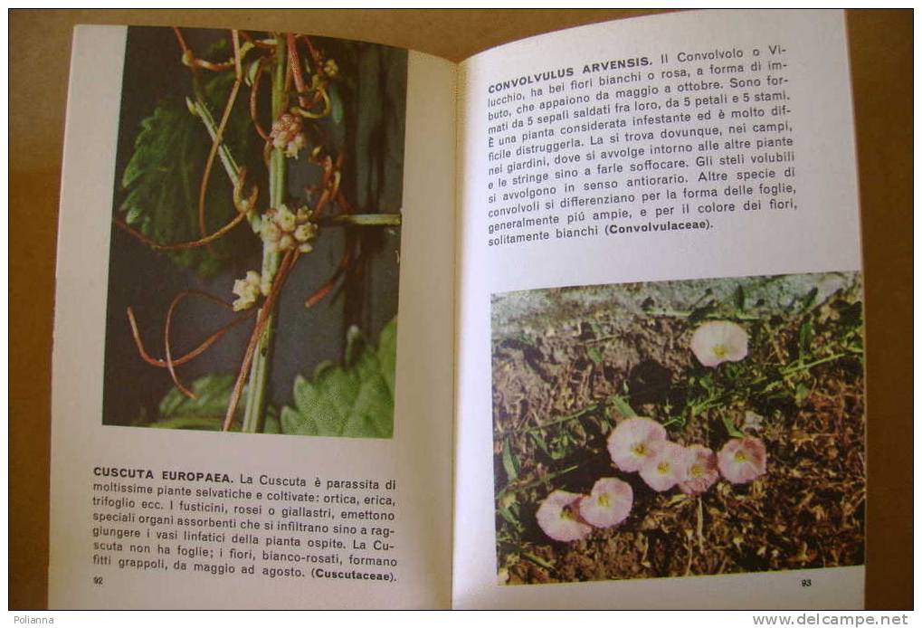 PDO/37 Jean Raray  FIORI SELVATICI Mondadori 1968/foto Buzzini - Gardening