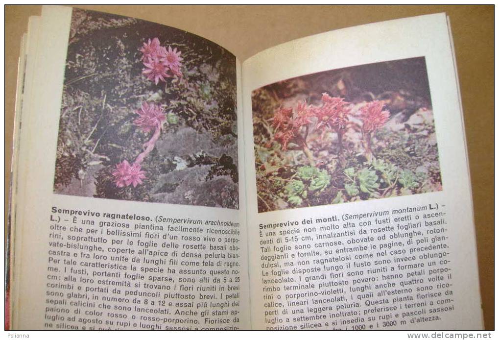 PDO/38 Bianchini FLORA ALPINA Mondadori 1967/foto Carrara Pantano - Giardinaggio