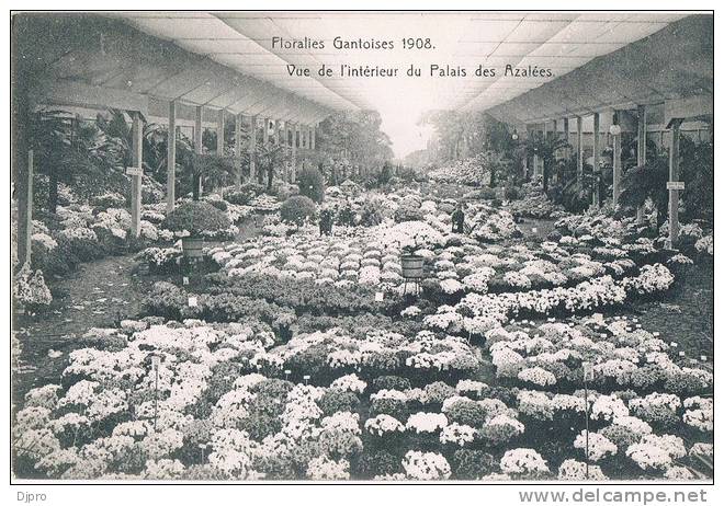 Gent Gand Floralies 1908 Vue De  L'interieur Du Palais Des Azalées - Gent