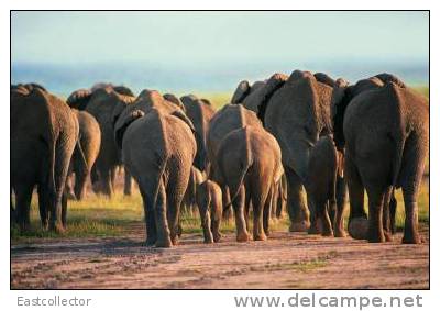 Elephants Stamp Card 0625 - Elefanten