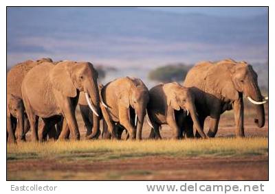 Elephants Stamp Card 0625 - Elephants