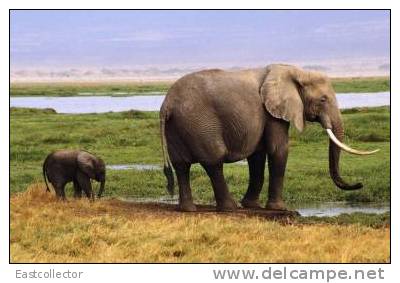 Elephants Stamp Card 0625 - Olifanten