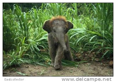 Elephants Stamp Card 0625 - Olifanten