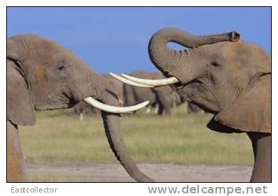 Elephants Stamp Card 0625 - Elephants