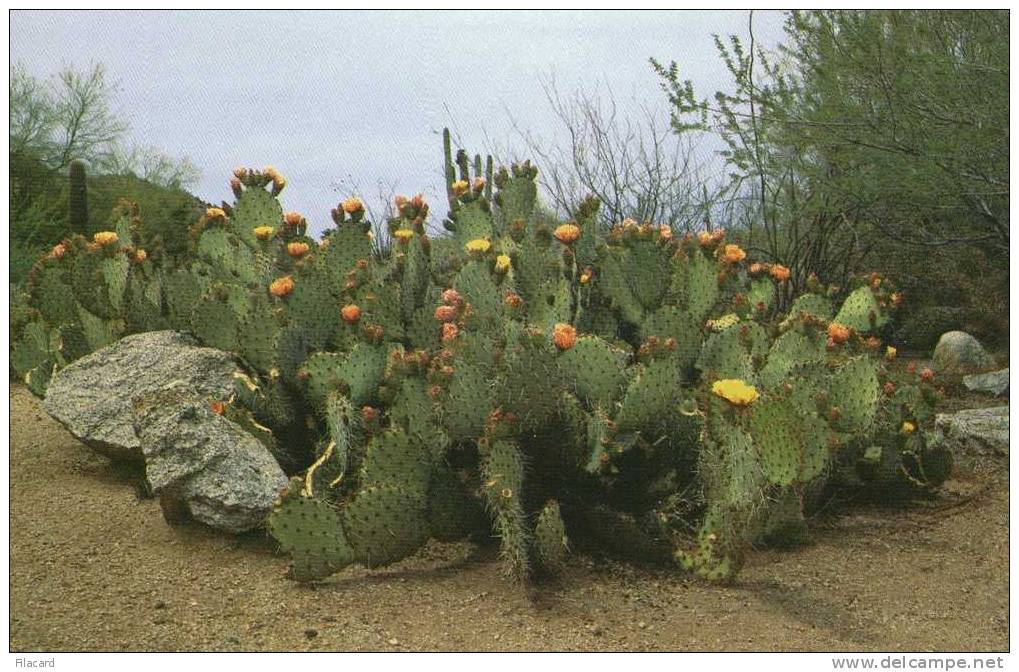 13326  Stati  Uniti,  Arizona, Phoenix,  Prickly  Pear  Cactus (Opuntia  Phaecantha),  NV - Phoenix