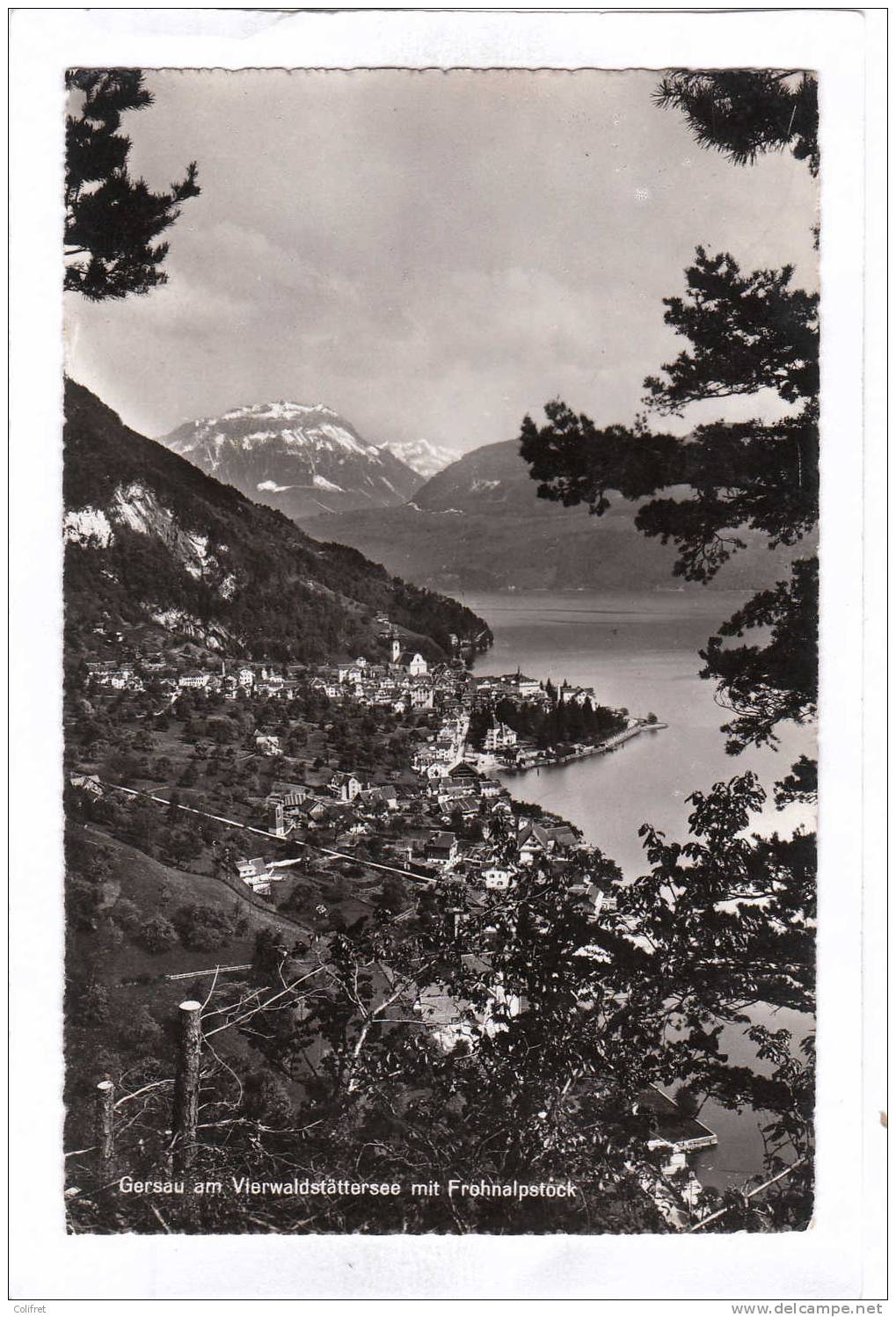 Schwyz        Gersau Am Vierwaldstättersee Mit Frohnalpstock - Gersau