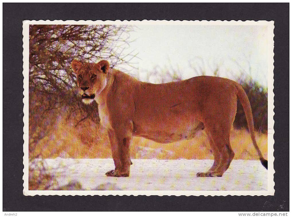 ANIMALS  - ANIMAUX - SOUTH AFRICA - LION - BEAUTIFUL SPECIMEN OF AN EXPECTANT LIONESS  -  BY PROTEA COLOUR PRINTS - Lions