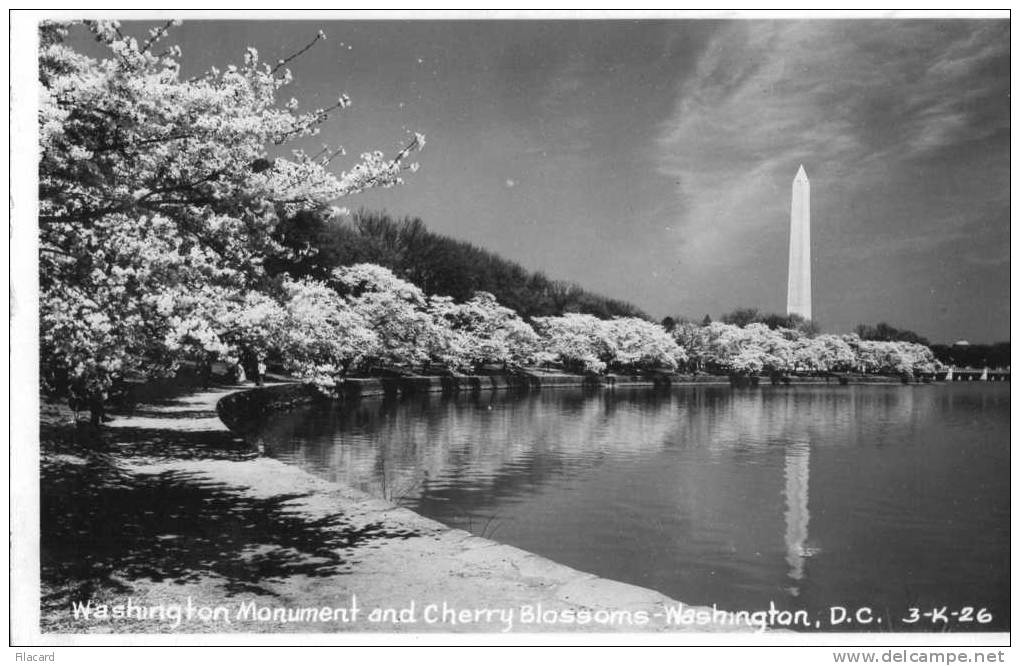 13399   Stati  Uniti    Washington  D. C.,  Monument  And  Cherry  Blossoms,  VG  1953 - Washington DC