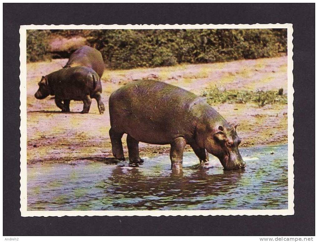 ANIMALS - ANIMAUX -  HIPPOPOTAMES - A  HIPPOPOTAMUS WATER HOLE TO DRINK  - SOUTH AFRICA - BY PROTEA COLOUR PRINTS - Hippopotamuses