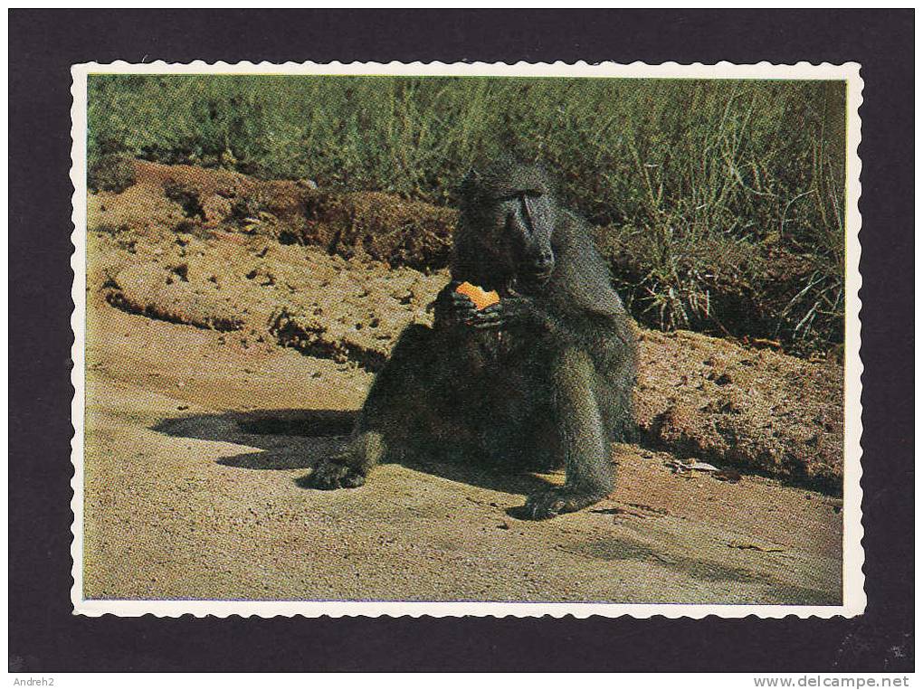 ANIMALS - ANIMAUX  TIME FOR A SNACK - BABOON AT THE ROADSIDE - SINGE - MONKEY  -  SOUTH AFRICA - BY PROTEA COLOUR PRINTS - Singes