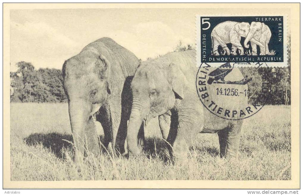 Allemagne Orientale 1956 " Eléphants " Carte Maximum Yvert 875/7 - Elefanten